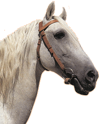 Obrázek “http://www.horses-online.cz/docs//pics/encyklopedie_plemen/berber03.gif” nelze zobrazit, protože obsahuje chyby. Obrázek “http://www.horses-online.cz/docs//pics/encyklopedie_plemen/berber03.gif” nelze zobrazit, protože obsahuje chyby.