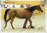 Náhledový obrázek