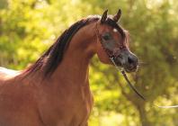 Náhledový obrázek