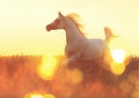 Náhledový obrázek