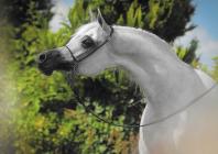 Náhledový obrázek