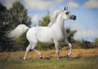 Náhledový obrázek