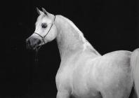 Náhledový obrázek