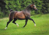 Náhledový obrázek