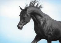 Náhledový obrázek