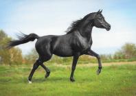 Náhledový obrázek