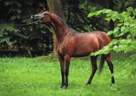 Náhledový obrázek