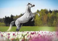 Náhledový obrázek