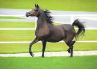 Náhledový obrázek