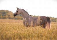 Náhledový obrázek