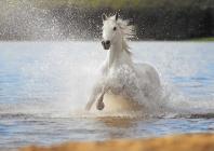 Náhledový obrázek