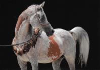 Náhledový obrázek