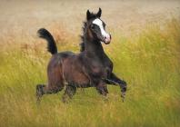 Náhledový obrázek