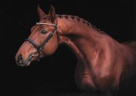 Náhledový obrázek