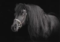 Náhledový obrázek