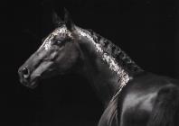 Náhledový obrázek