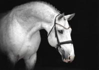 Náhledový obrázek