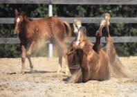 Náhledový obrázek