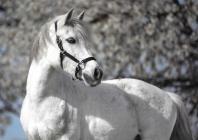 Náhledový obrázek