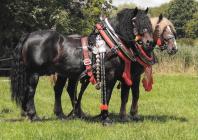 Náhledový obrázek