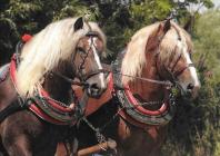 Náhledový obrázek