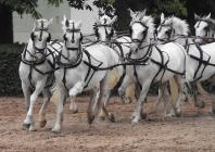 Náhledový obrázek