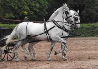 Náhledový obrázek