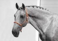 Náhledový obrázek