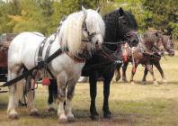 Náhledový obrázek